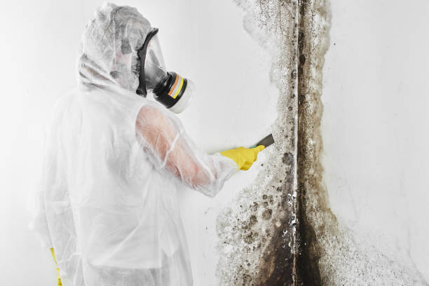 Best Fast Mold Removal  in Rainbow Lakes, NJ