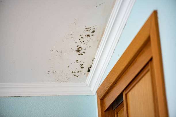 Best Affordable Mold Removal  in Rainbow Lakes, NJ