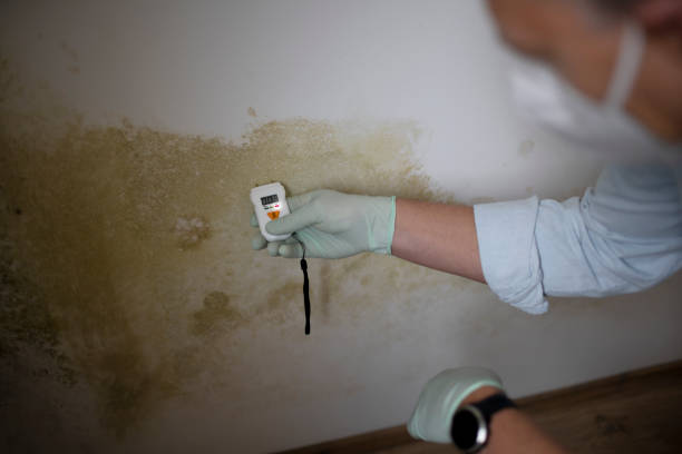 Best Mold Testing  in Rainbow Lakes, NJ