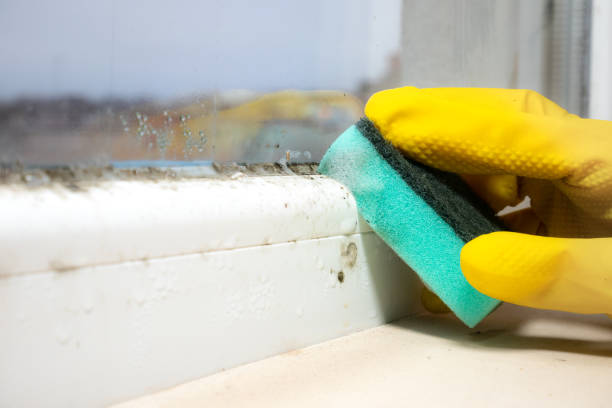 Best Black Mold Removal  in Rainbow Lakes, NJ