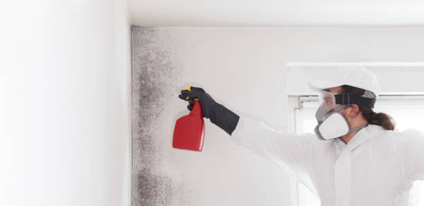 Best Same-Day Mold Removal  in Rainbow Lakes, NJ