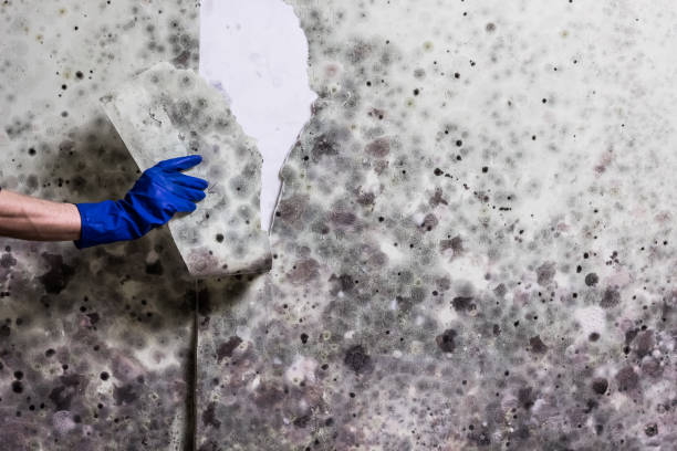 Best Mold Removal Company Near Me  in Rainbow Lakes, NJ